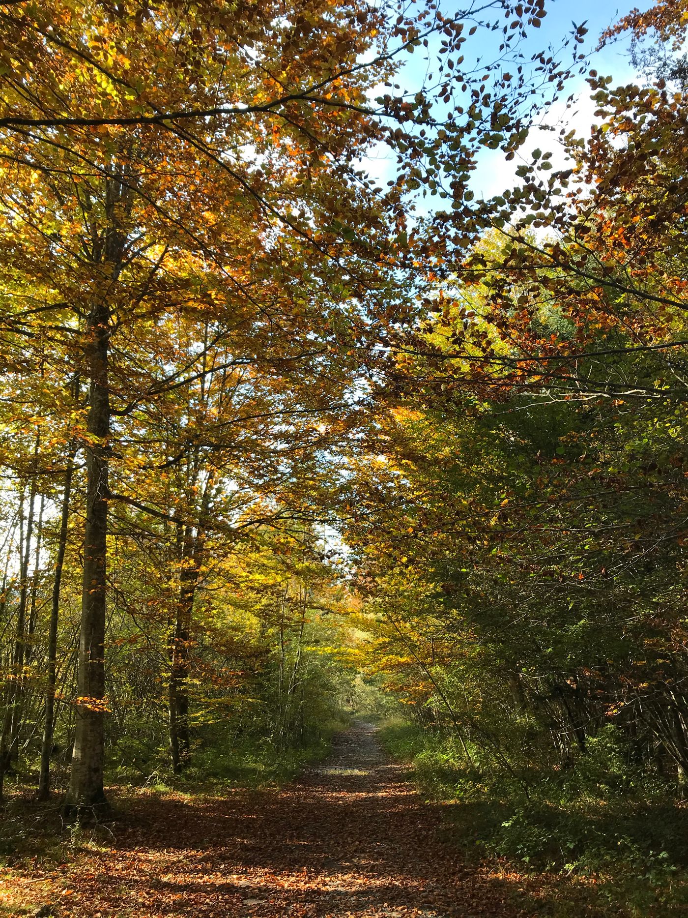 Empty forest path amid golden autumn foliage